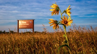 Four flowers with yellow petals on a single stem are surrounded by tall dry grasses and blown by a gentle breeze. A brown sign in the background reads “Big Stone National Wildlife Refuge.”