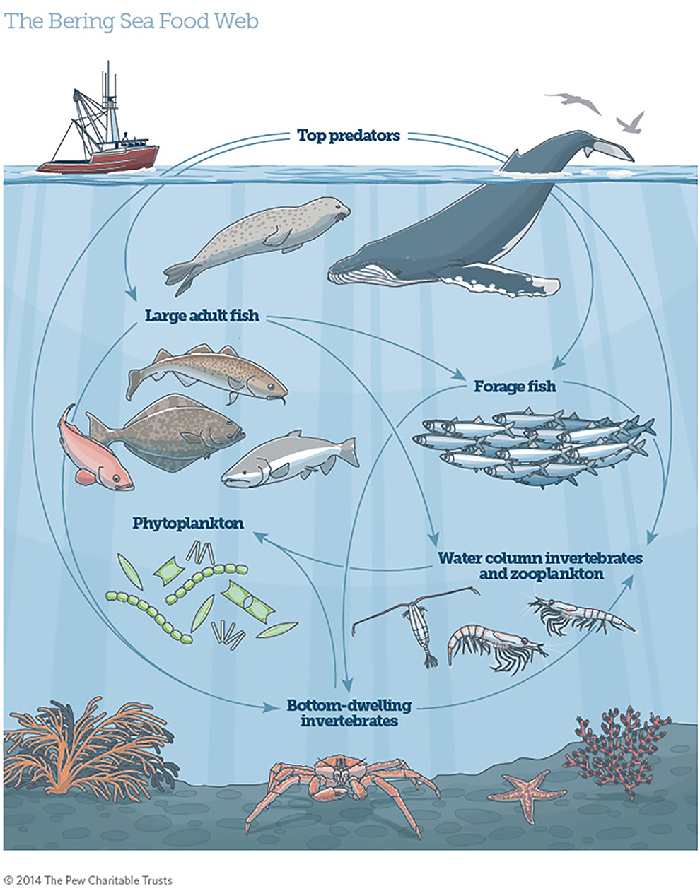 How To Identify A Forage Fish — And Why We Need To 