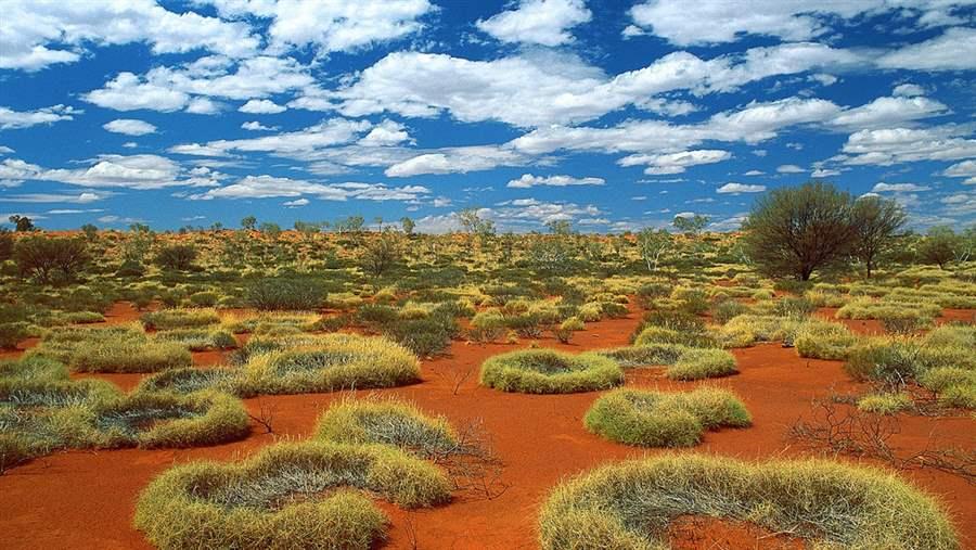 Embrace the Outback: A Guide to Indigenous Plants in Perth, Australia