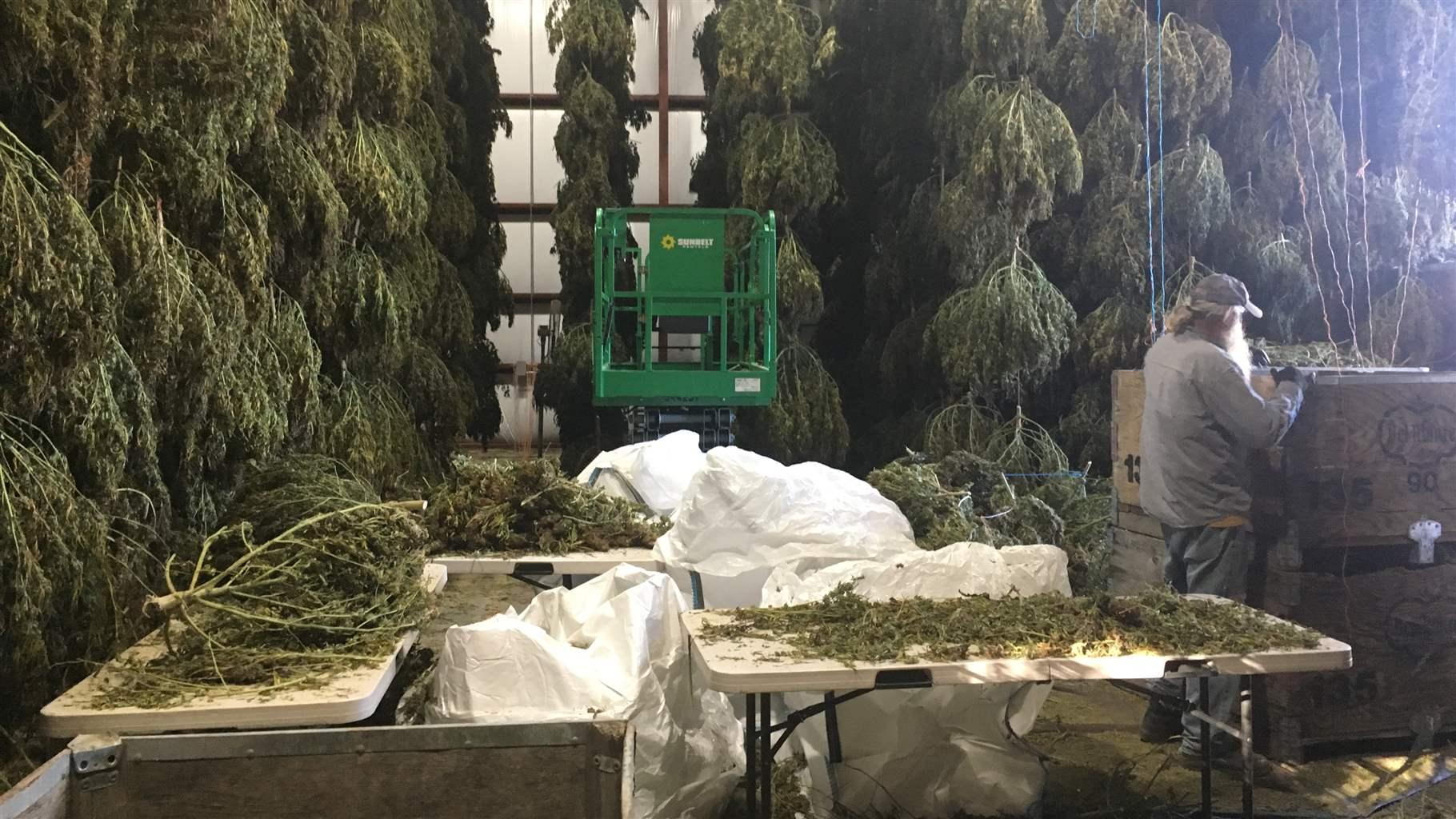 Farmers Struggle As Hemp Harvest Winds Down The Pew Charitable