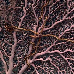 A pink sea coral made up of many branches—with a slender sea star clinging to those branches—fans out against the black backdrop of the deep ocean.