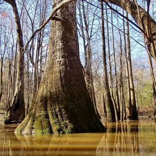 A large cypress tree, surrounded by several smaller trees, grows in the murky water of a wetland. 