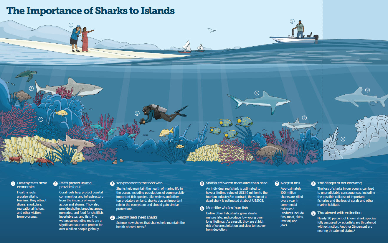 Protecting Sharks In The Pacific