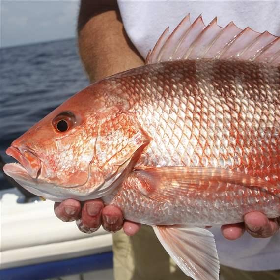 There’s a Reason for no South Atlantic Red Snapper Fishing Season