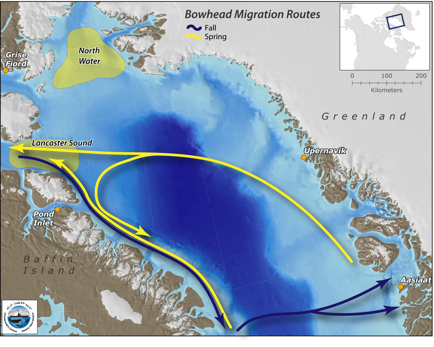 Narwhal, Belugas and Bowhead Whales