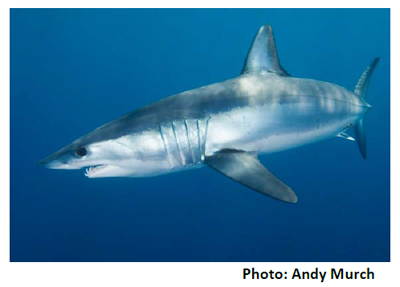 Shortfin Mako Sharks - Pew Environment Group