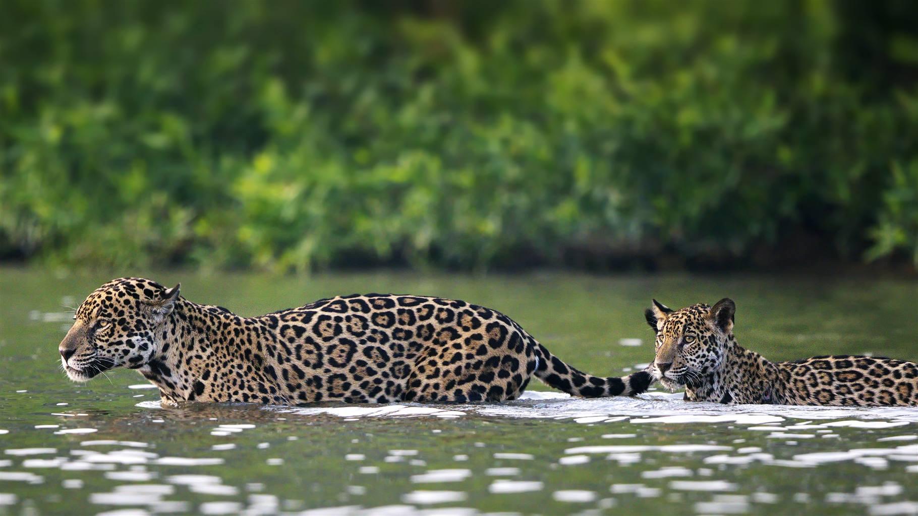 Conserving the Pantanal and Gran Chaco The Pew Charitable Trusts