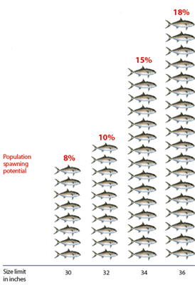 Greater Amberjack: Size Matters | The Pew Charitable Trusts