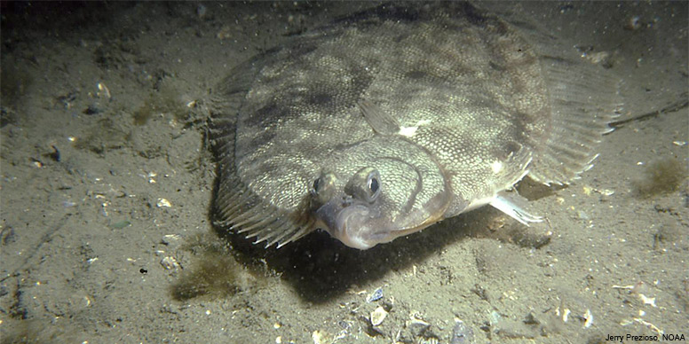 Overfishing of Winter Flounder Linked to Inbreeding in Long Island's ...