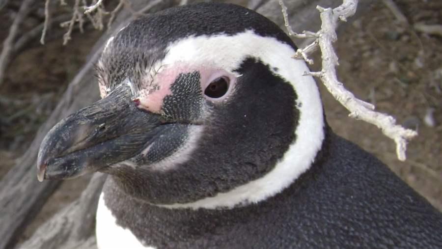 hamleys giant penguin