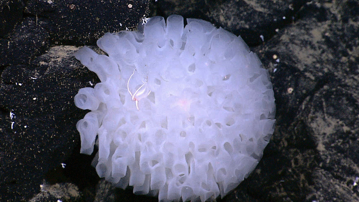 Hyalonema SP