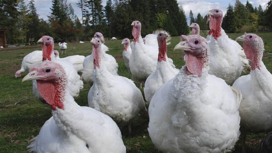 Three Reasons to Buy a Thanksgiving Turkey Raised Without Antibiotics ...