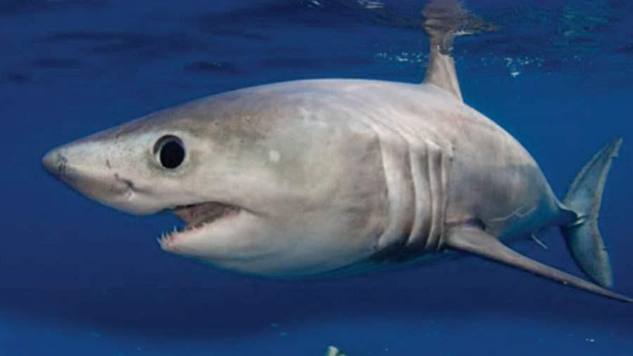 Landmark Shark Protections To Take Effect On Sept. 14 