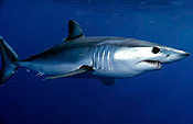 Mako Shark