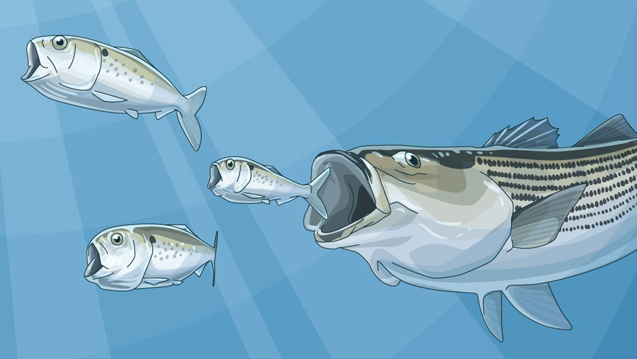 The Wonder of the Fish Called Menhaden