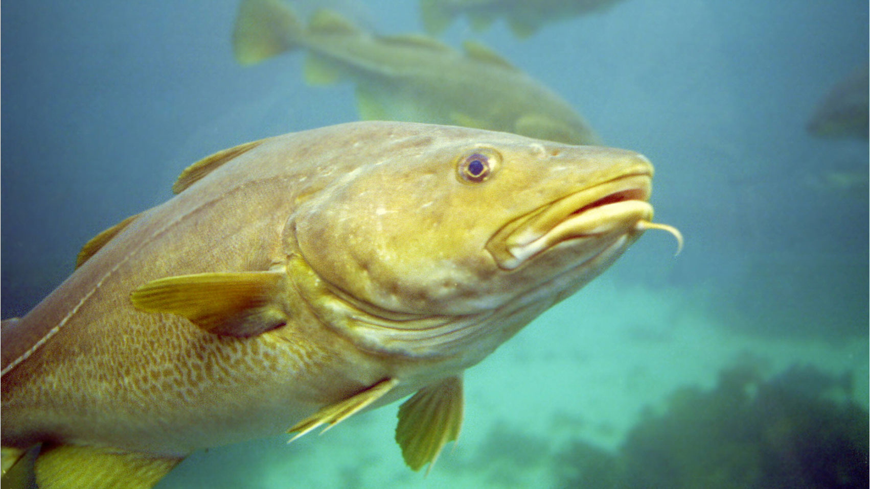 A net negative: Haddock, a staple Atlantic fish, is in decline off New  England, regulators say