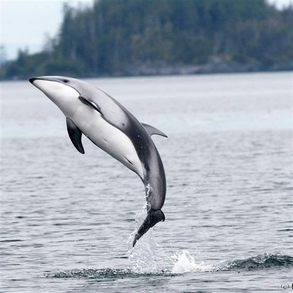 Why don't dolphins do - Whale and Dolphin Conservation