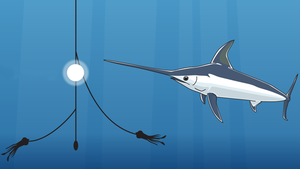 How to Catch California Swordfish