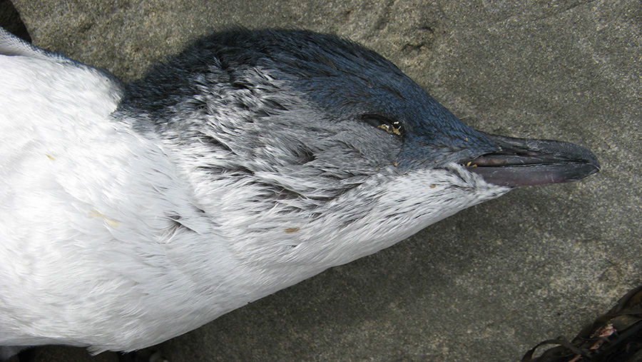 Photos: 4 Most Dangerous Threats to Penguins | The Pew Charitable Trusts