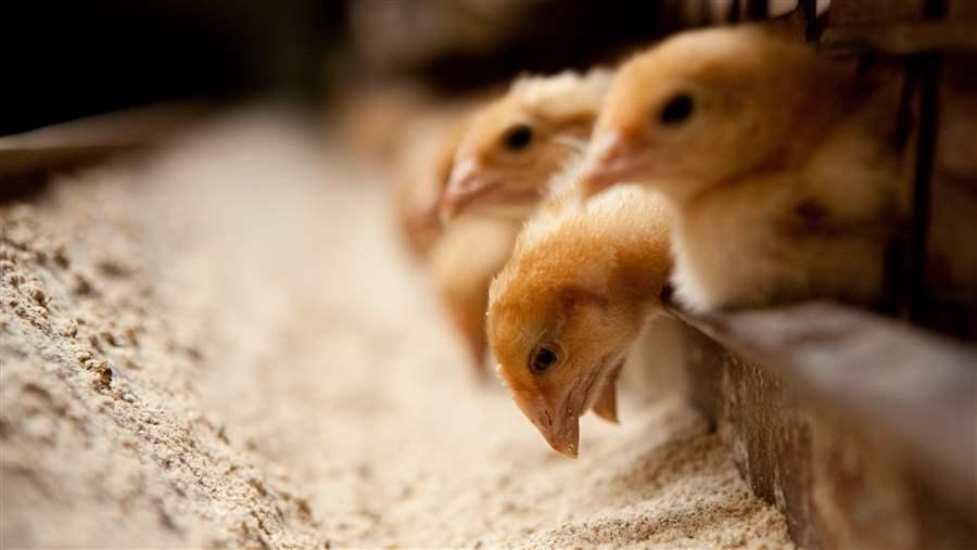 Baby Chicks