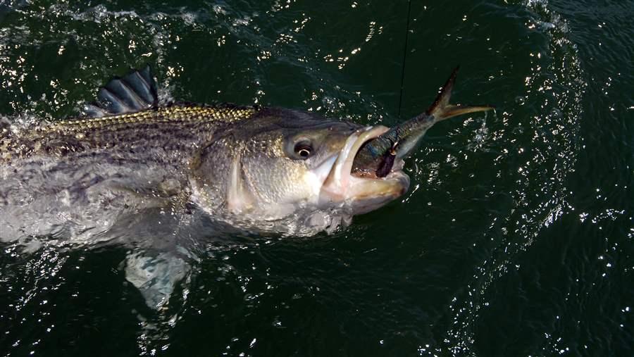 Atlantic Menhaden