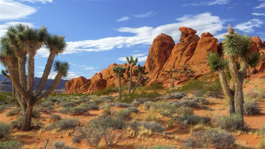 Gold Butte Basin 4