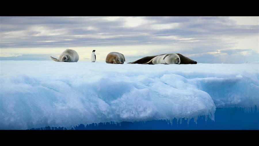 Southern Ocean Sanctuaries | The Pew Charitable Trusts