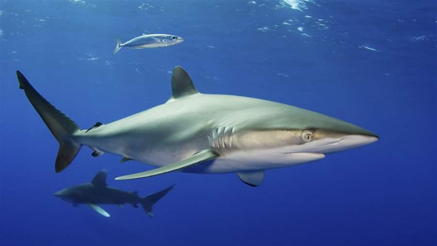 Samoa Adds to Pacific Conservation Legacy by Creating Shark Sanctuary ...