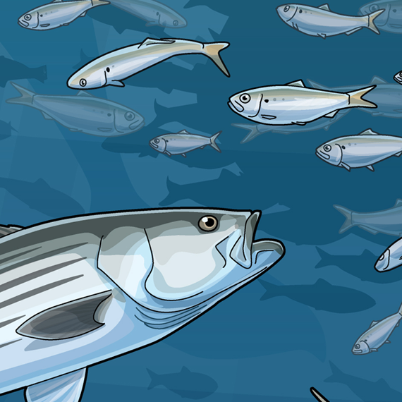 Menhaden regulations strengthened in Rhode Island - The Rhode