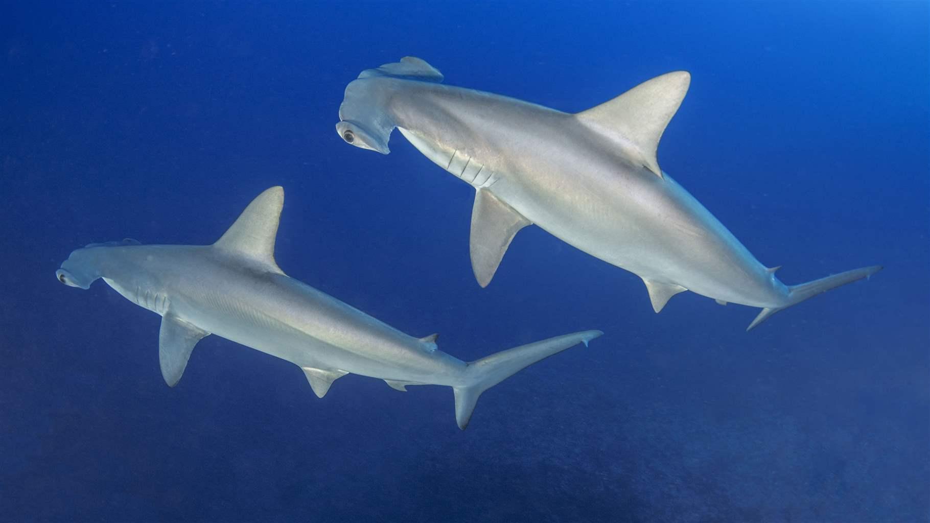 To Better Protect Sharks and Rays, Countries Gather for CITES Workshop ...