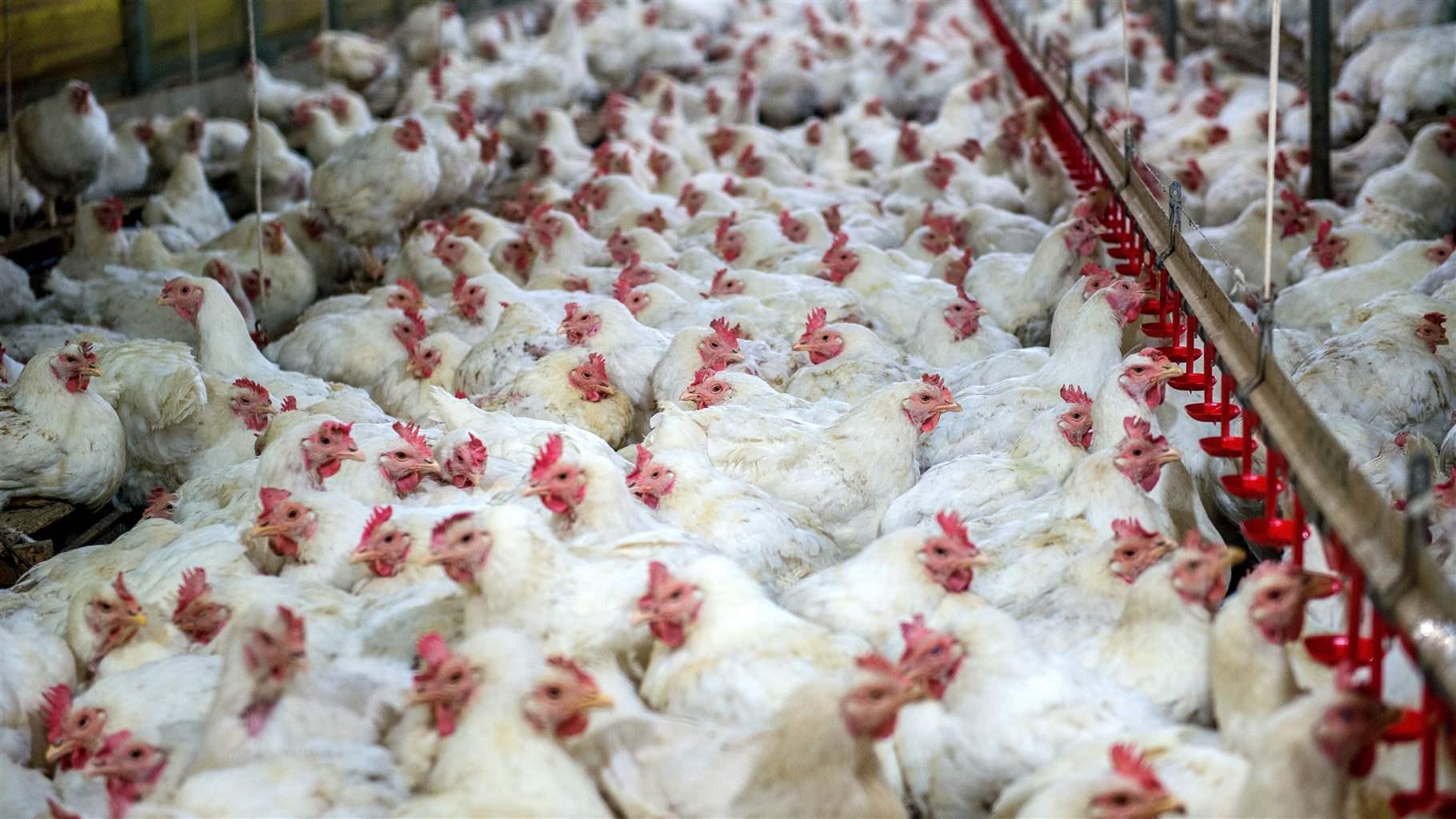 To Reduce Salmonella Contamination In Chicken Target The Problem On Farms The Pew Charitable Trusts