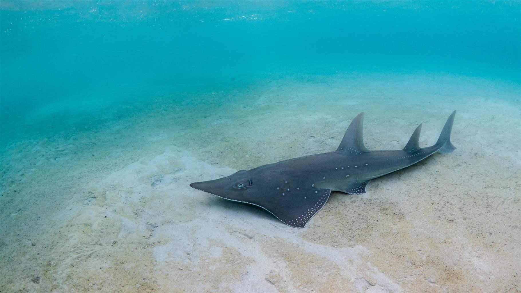 more-shark-ray-species-could-gain-protections-in-2019-the-pew