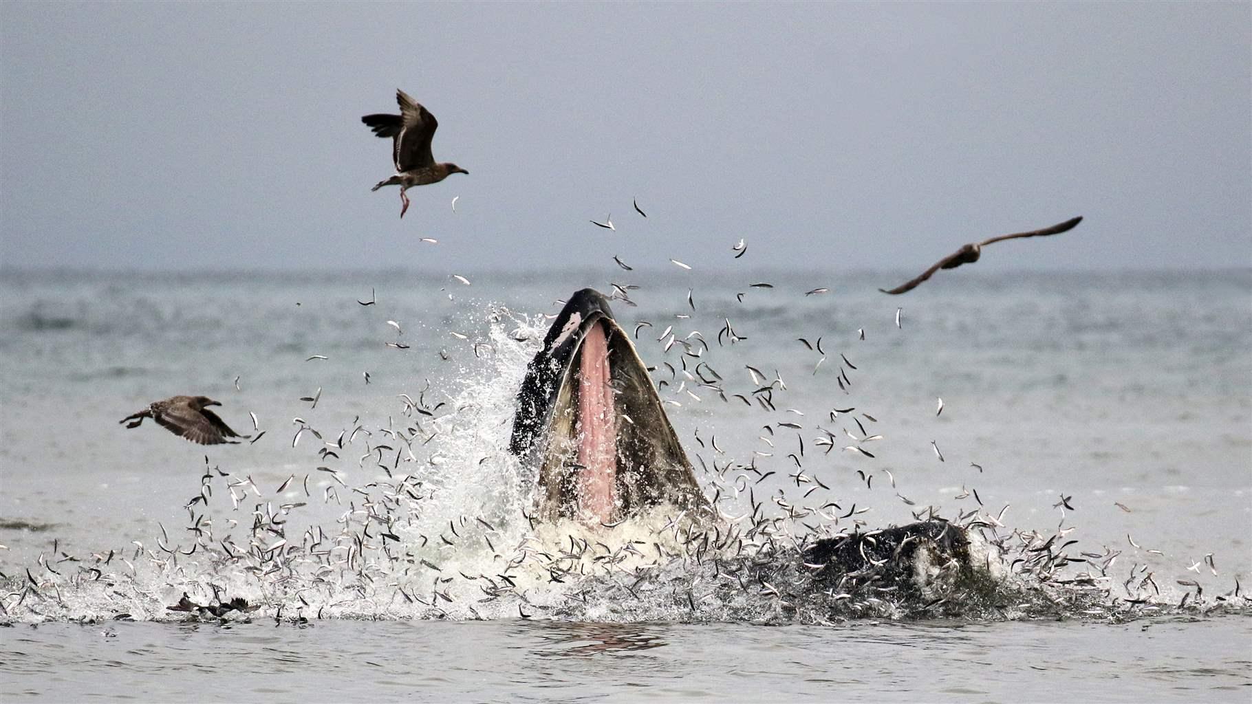 Outdated Fisheries Policy Puts West Coast Anchovy at Risk The