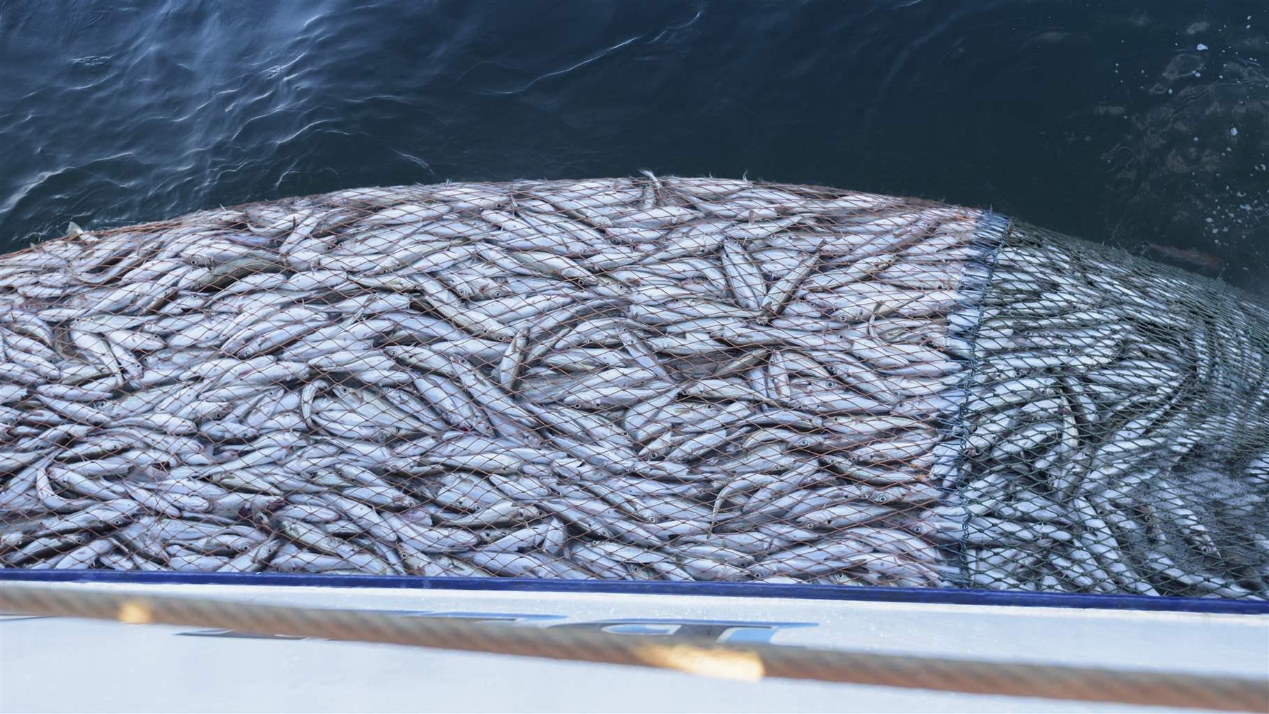 Less Fishing to Fish More – Strategies to Replenish Fishery Stocks