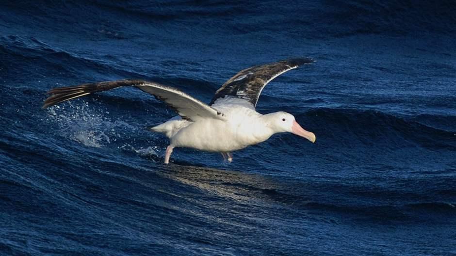 Chile Announces New Marine Protected Area | The Pew Charitable Trusts