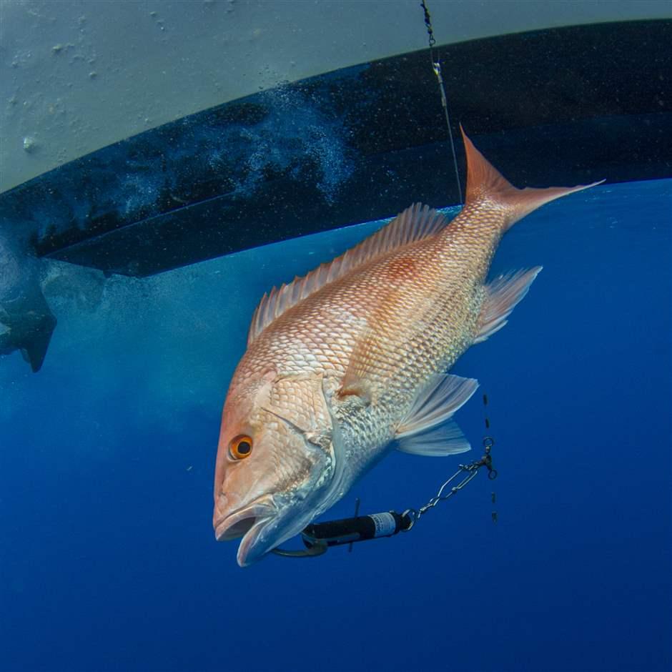 Three Myths About Deepwater Catch-and-Release Fishing — SOUTH CAROLINA  COASTAL RESOURCES