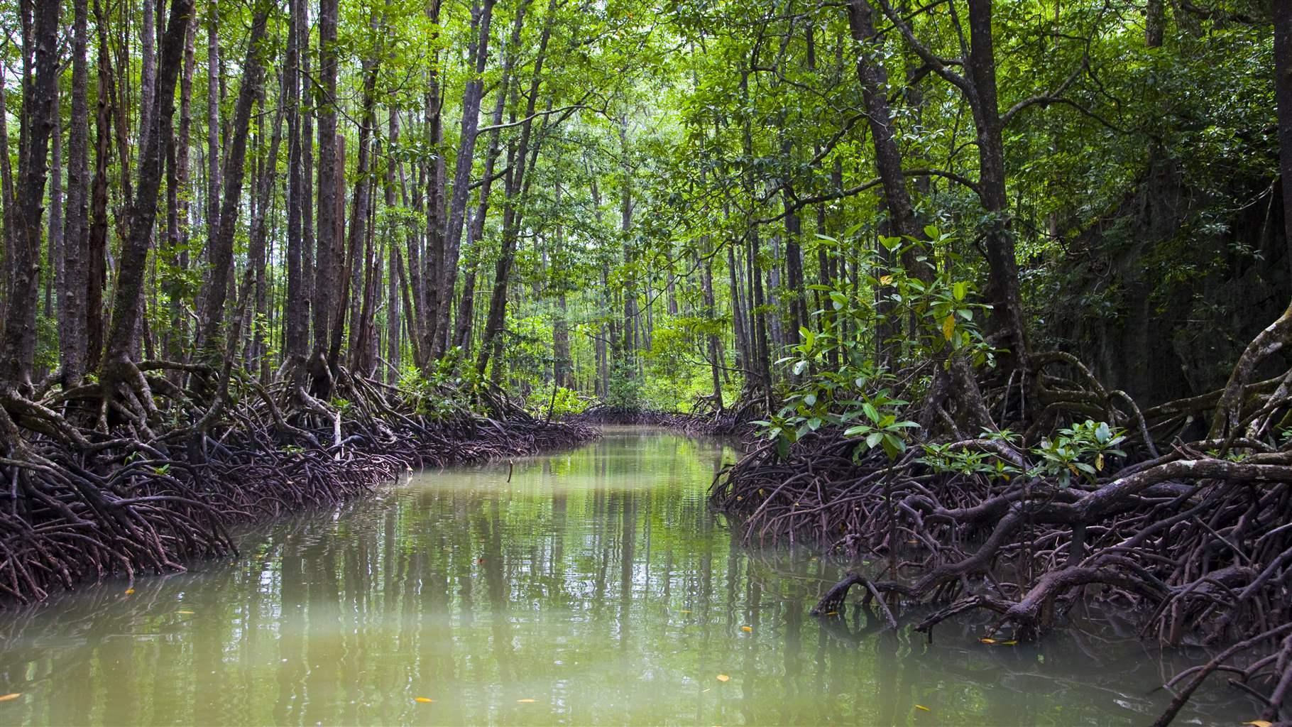 Four Types of Coastal Habitats and Why They Matter | The Pew Charitable ...