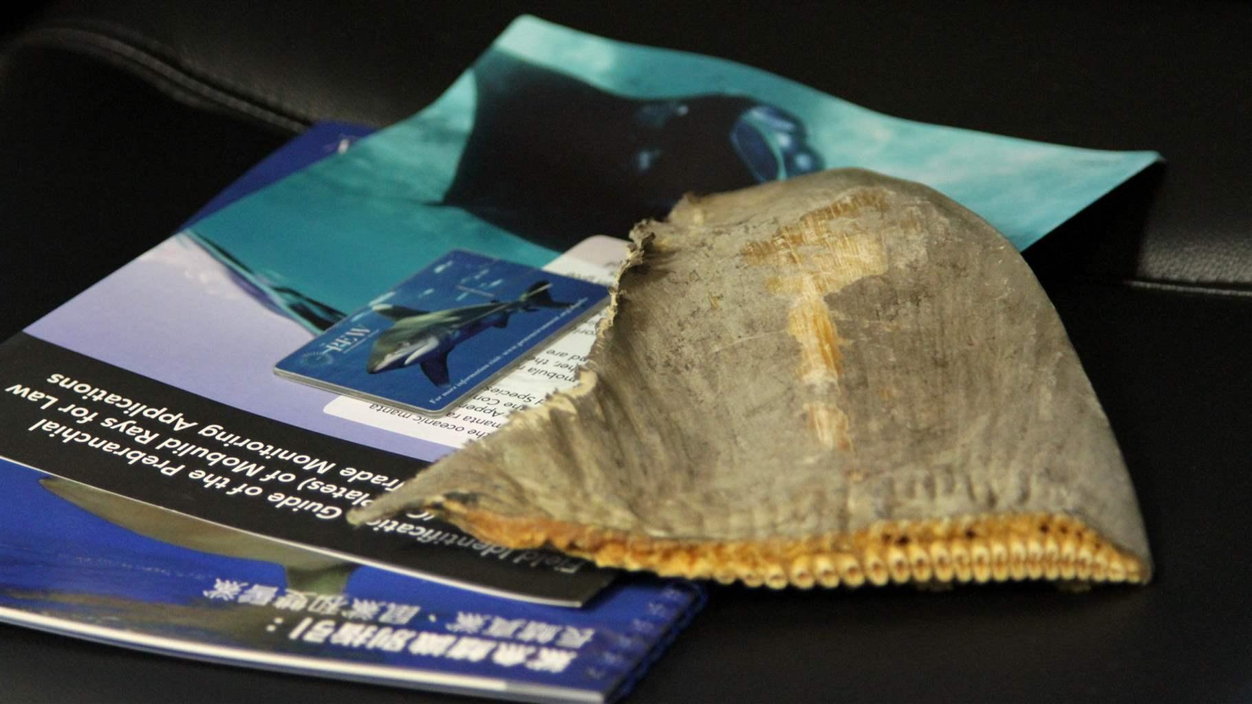 Hong Kong exhibition exposes cruelty of shark-fin trade