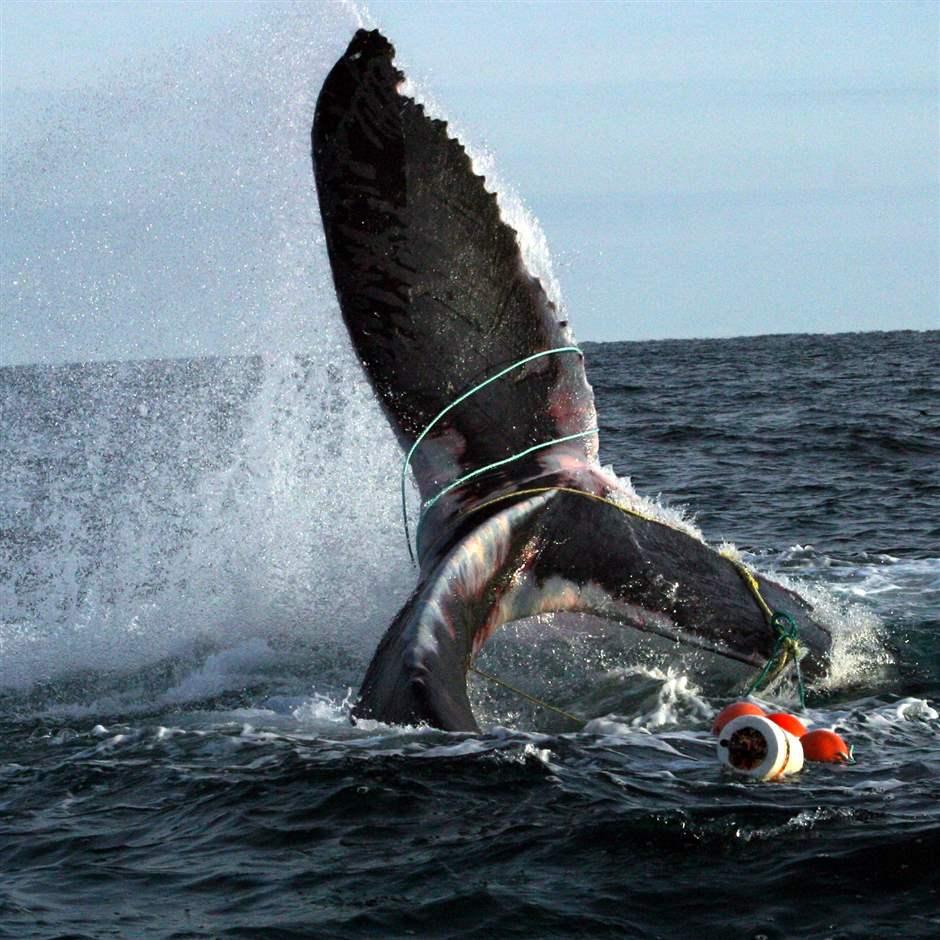 Latest Right Whale Entanglement In Fishing Gear Shows Urgent Need To ...