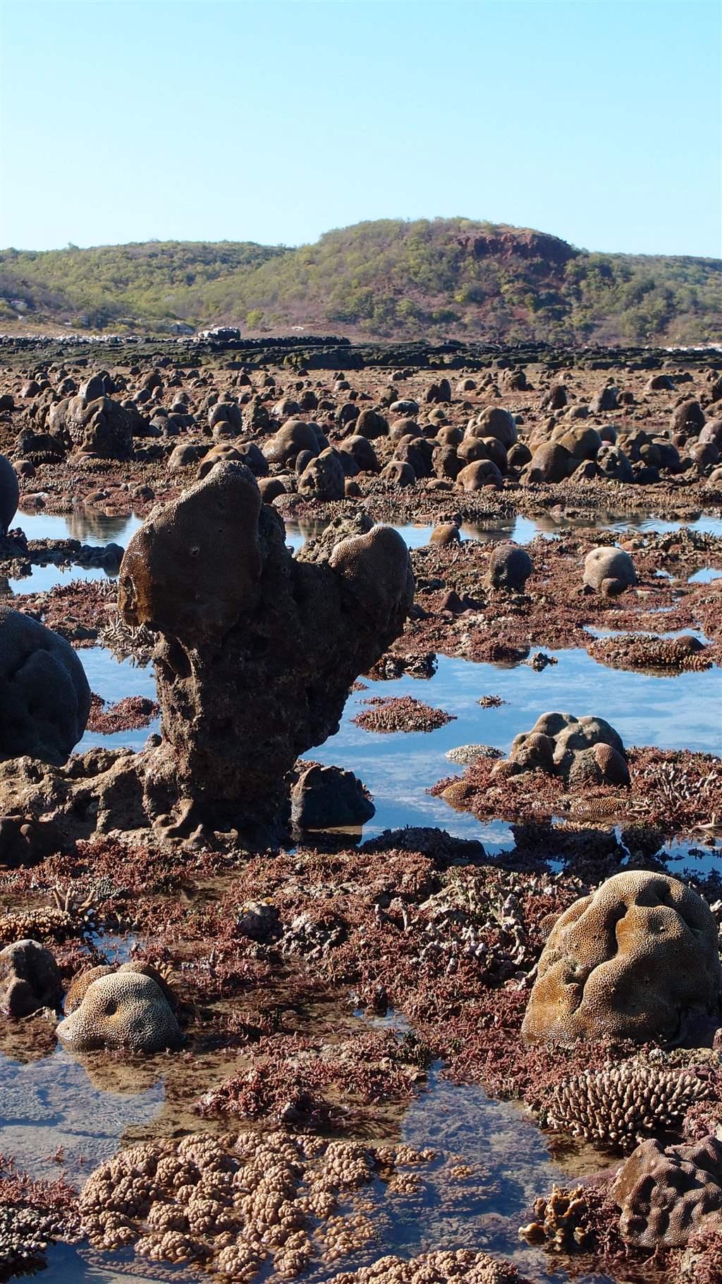 Coral Reefs In The Kimberley Adapt To Survive The Pew Charitable Trusts