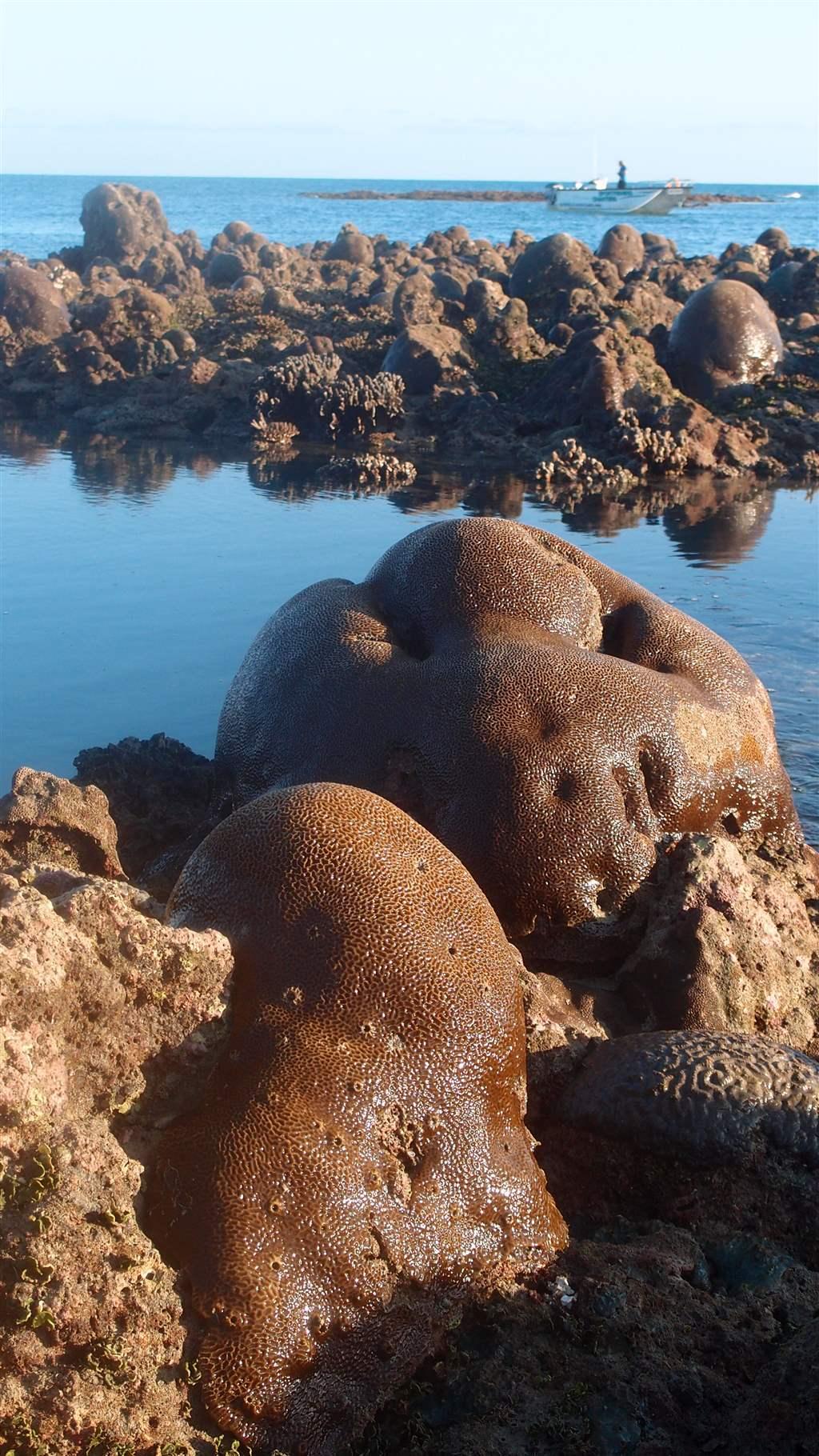 Coral Reefs In The Kimberley Adapt To Survive The Pew Charitable Trusts