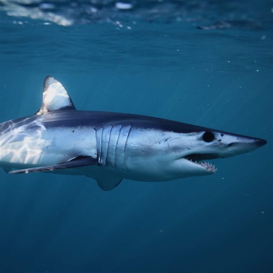 EU And U.S. Leadership Is Needed To Protect Endangered Shortfin Mako ...