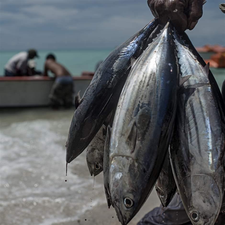 In Pacific Ocean, Expanded Protections Didn't Hurt Fishing