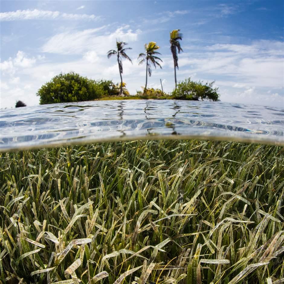 The Importance of Seagrass