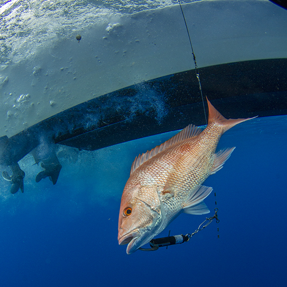 Increasing Survival Rates of Discarded Red Snapper: Best Release Strategies  – AFS Fisheries Science Blog