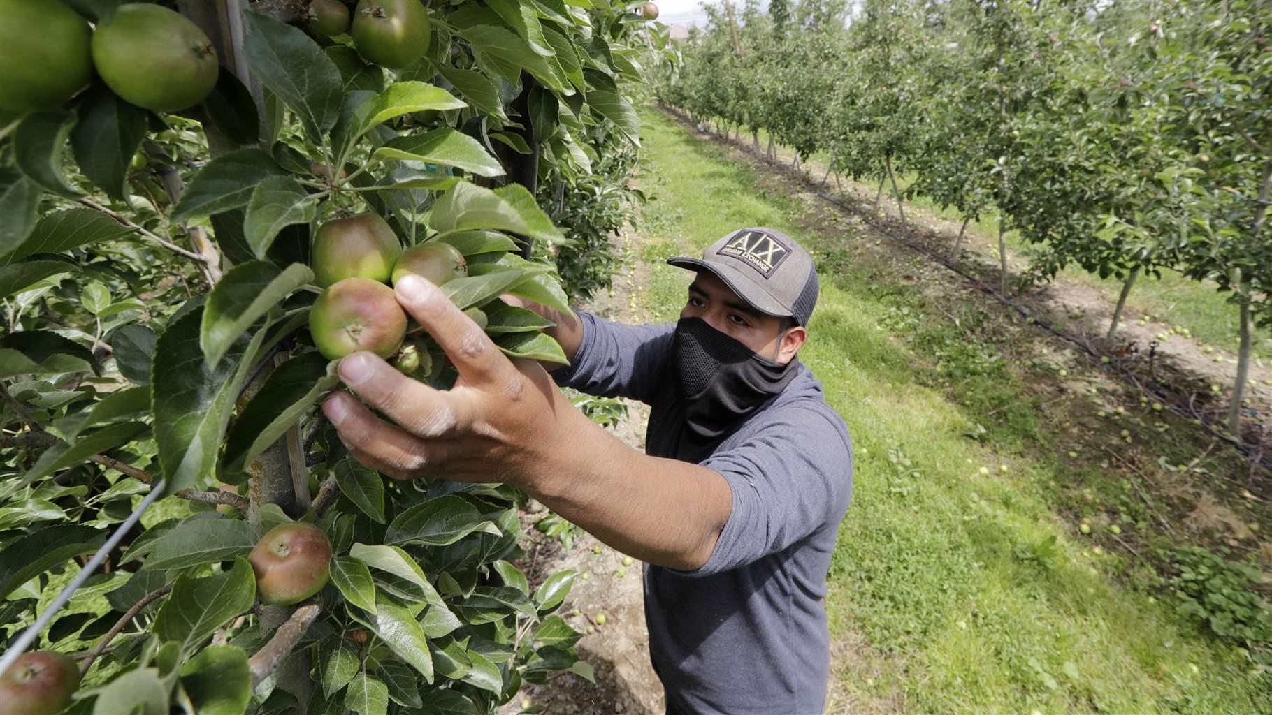 Struggling Farmers Work With Overwhelmed Food Banks to Stay Afloat