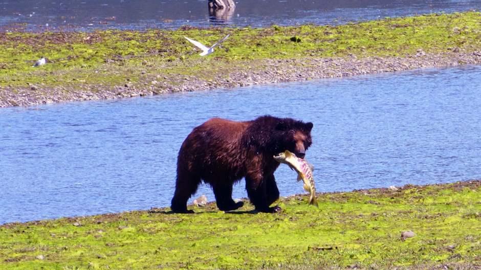 U.S. Ends Roadless Protections In Country’s Largest National Forest ...