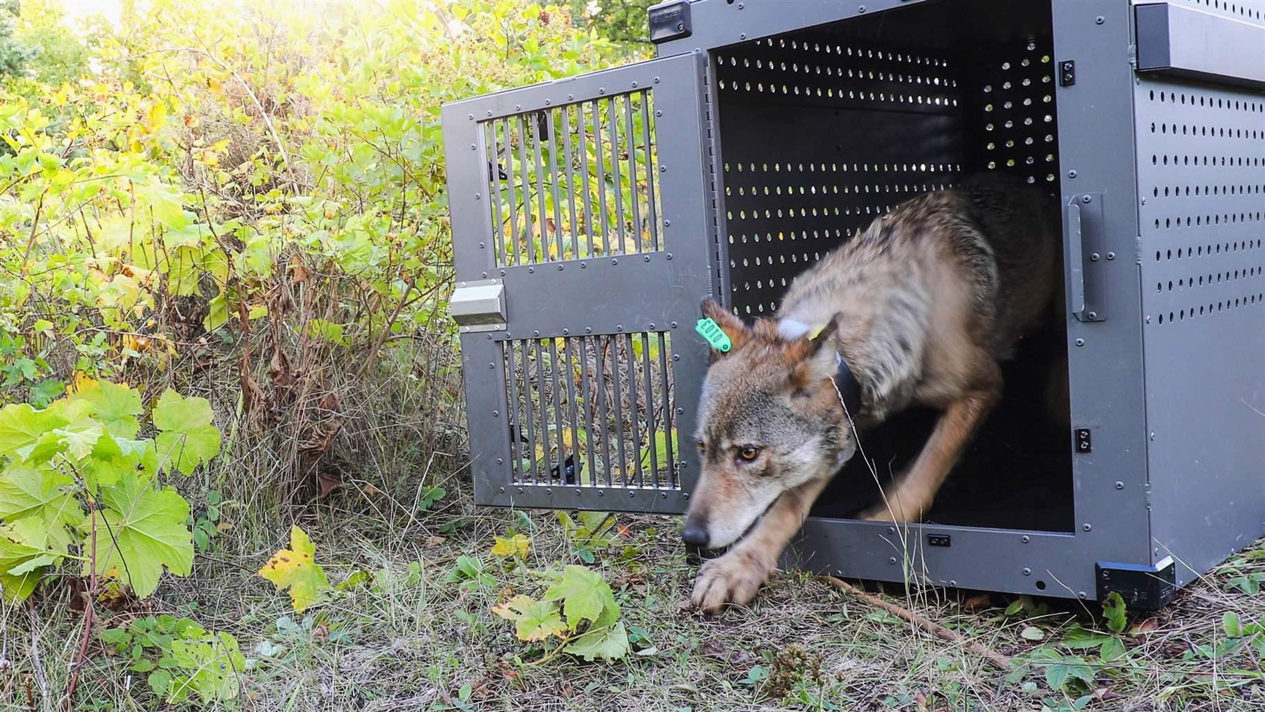 is the czechoslovakian wolfdog legal in australia