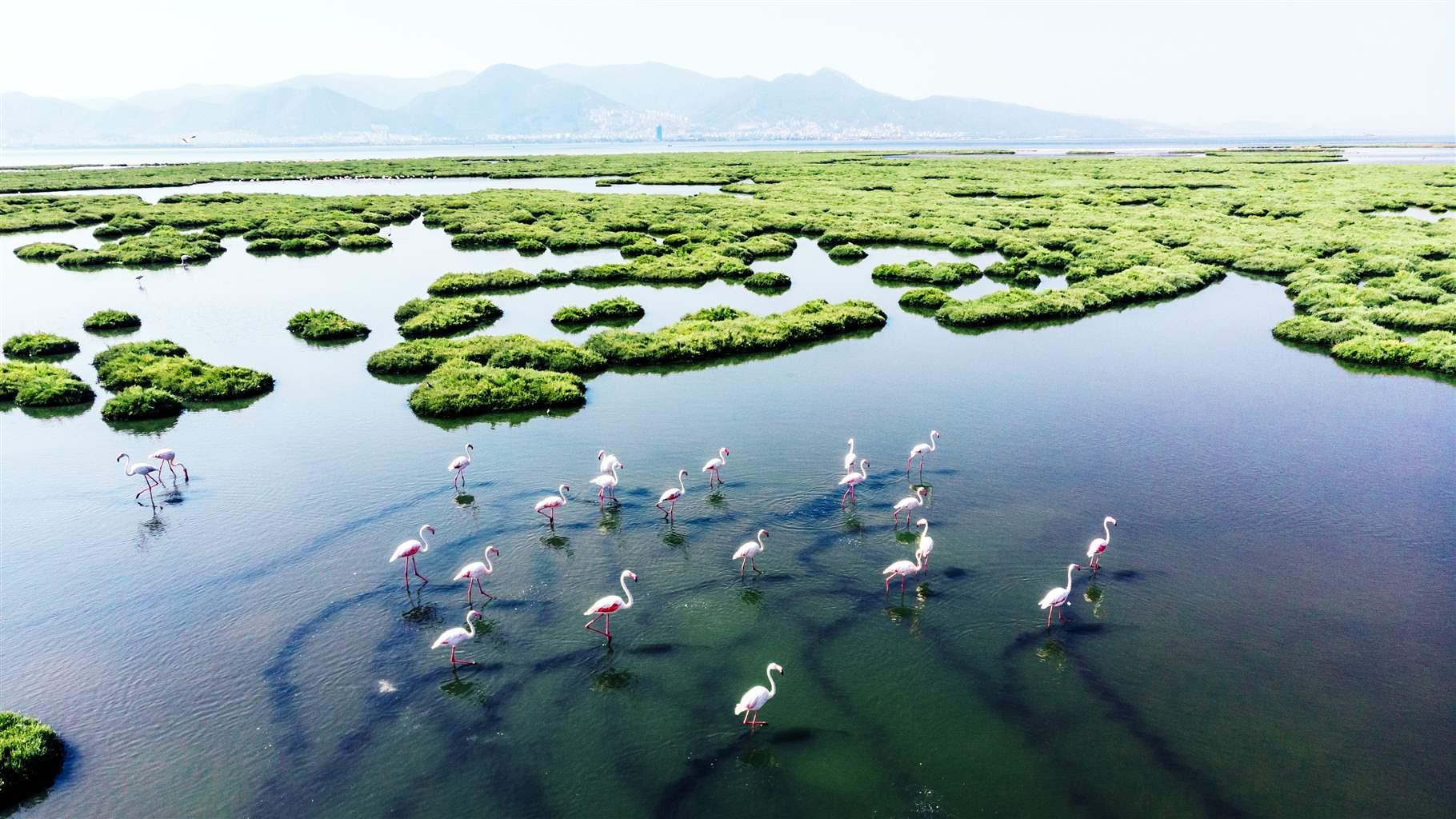 Healthy Salt Marshes Harbor Rich Biodiversity and Help Fight Climate 