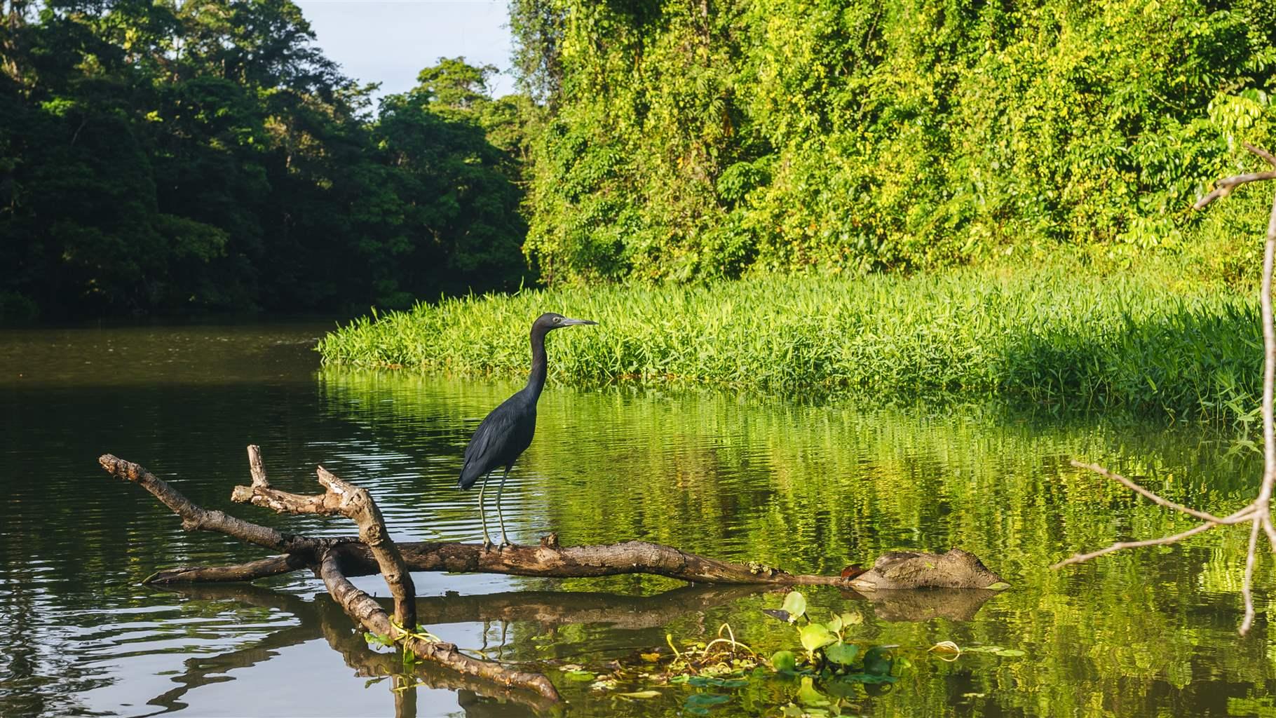 Costa Rica Puts Mangrove Protections at Heart of Paris Climate